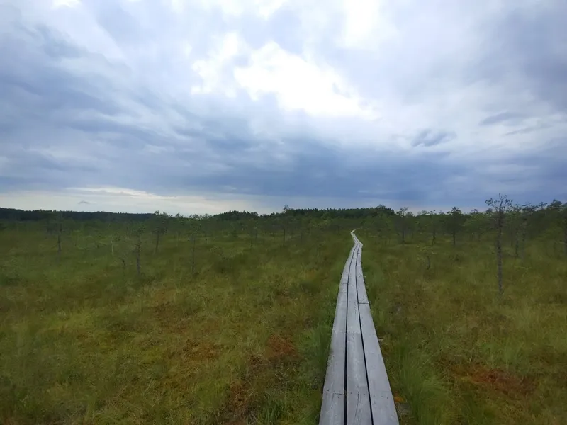 Meenikunno bog, Estonia. August 2025.