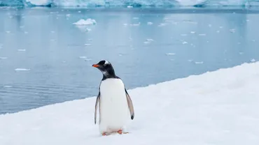 Automount encrypted drives on Linux preview