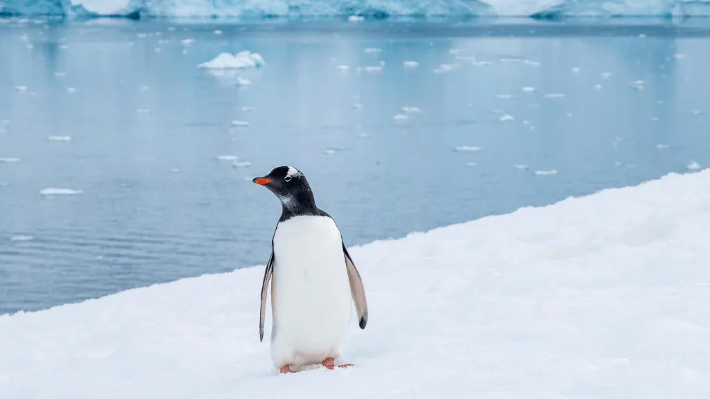 A penguin standing in an icy landscape, holding a small key