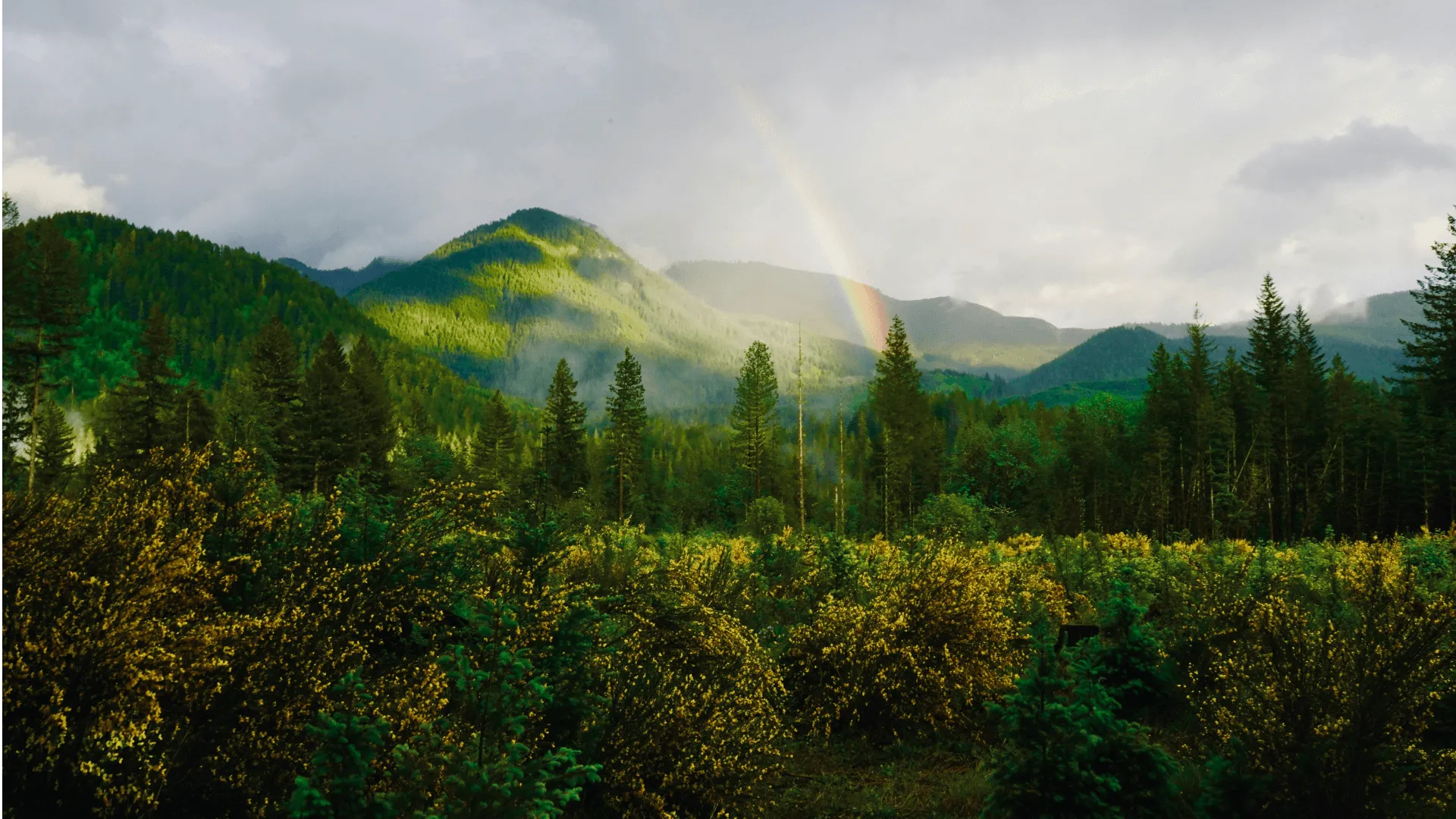 A green landscape of trees and grassy hills, with a rainbow in the distance