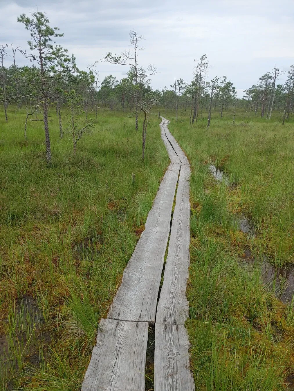 Meenikunno bog, Estonia. August 2025.